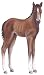 Walls of the Wild Foal