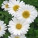 Aster - White - 2000 Seeds