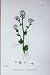 Botany Plants C1902 Common Scurvy Grass Cochlearia