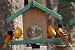 Looker Oriole Buffet Feeder