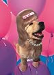 BIRTHDAY W/ DOG IN WIG
