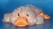 10 Duck Hand Puppet; Plush