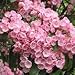 50 MOUNTAIN LAUREL White Pink Red Kalmia Latifolia Shrub Bush Seeds * Comb S/H
