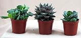 Adromischus Succulent Collection - Easy to Grow - RARE