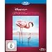 Das Geheimnis der Flamingos [Blu-ray]