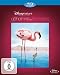 Das Geheimnis der Flamingos [Blu-ray]