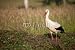 Wallmonkeys Peel and Stick Wall Decals - Bocian Bia?y/white Stork - Removable Graphic