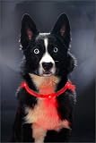 Eigenschaften Leuchtie  / LEUCHTIE 45 cm rot superheller Hunde-Leucht-Halsring