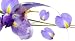 Lucid Iris II Large Art Print Watercolor & Photography by Shams Rasheed & Saba Rasheed 19.5 x 39
