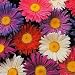 Aster Giant Single