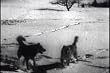 Historical Adventure Sports Movies: Chinook's Children DVD (1940s)