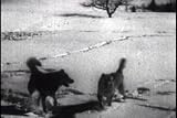Historical Adventure Sports Movies: Chinook's Children DVD (1940s)