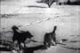 Historical Adventure Sports Movies: Chinook's Children DVD (1940s)