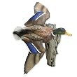 "Circlin In"Flying Mallard Wall Mount