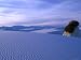 Skunkbush Sumac Pedestal Growing in Gypsum of the White Sands National Monument, New ...