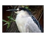 Bird 01 Animals Photographic Poster Print by Tracy L. Good, 10x8