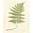 Soft Prickley Shield Fern by Unknown. Art Print Poster 24 inches width by 29 inches height. Highest Quality Art Poster Print