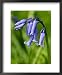 Hyacinthoides Non-Scripta, Bluebell Framed Art Poster Print by Susie Mccaffrey, 18x22