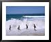 Children Playing in the Surf, Near Gosford, New South Wales, Australia Collections Fr...