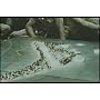 1943 Battle of Tarawa WWII Pacific Theatre Documentary DVD: Marines at Tarawa by Louis Hayward World War II Military Battle History