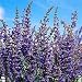 Salvia Transylvanica