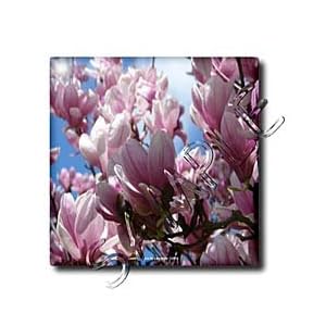 Pink Saucer Magnolias Spring - 12 Inch Glass Tile by 3dRose LLC