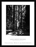 Produkt-Bild: Bild mit Rahmen: Ansel Adams, "Redwoods, Founders Grove", 60 x 80 - Aluminium Basic M: Schwarz matt