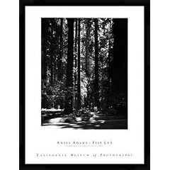 Bild mit Rahmen: Ansel Adams, "Redwoods, Founders Grove", 60 x 80 - Aluminium Basic M: Schwarz matt