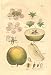 APPLE Illustration by John Miller Botanical Studies from 1779. (Poster Print 12x18 inches)