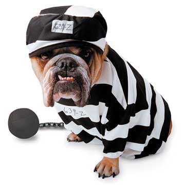 Prisoner Pet Costume