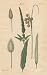 GIANT Wall Sticker of: FLOWER STRUCTURE on plants, Plate 62 Illustration by John Miller Botanical Studies from 1789 Featured plants: Henricus, Oval Spiked Lagurus, Red Canary Grass, Meadow Cat's Tail Grass.
