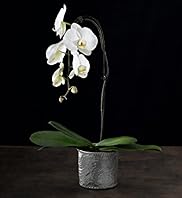 Autograph Single Cascade Orchid