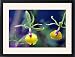 Framed Prints of Epicattleya Rene Marques, Flame Thrower Orchid from Prints Prints Prints