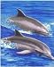 Dolphins Polar Fleece Throw Blanket 50x60