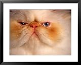 Close-up of a Flame Point Himalayan Cat Framed Art Poster Print by Frank Siteman, 31x25