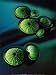 Sea Urchins - Plantrose Art Print Poster 12 x 16