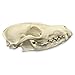Real Red Fox Skull A Quality