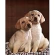 Animal Labrador Golden Puppy Dog CUTE Art Print POSTER - 13x19