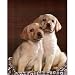 Animal Labrador Golden Puppy Dog CUTE Art Print POSTER - 13x19