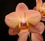 Phalaenopsis Mistral's Sunrise Flame 'Mendenhall'