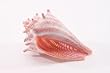 Conch