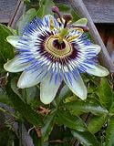 Passion Fruit Root Stock (Passiflora Caerulea)