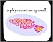 Mouse Pad with fish, aquarium
