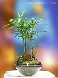 The Bright and Festive Dwarf Forest Bonsai - 'Go Green' Bonsai Gift - Beginner Bonsai