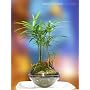 The Bright and Festive Dwarf Forest Bonsai - 'Go Green' Bonsai Gift - Beginner Bonsai