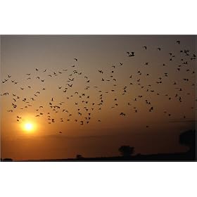 photographie A flock of geese fly over the Waza National Park. est disperible en (L x H): 80 x 50...