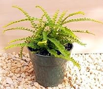 Lemon Button Fern 4" Pot-Nephrolepis cordifolia Duffii
