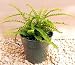 Lemon Button Fern 4