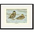Black Framed/Matted Print 17x23, Formosan Teal