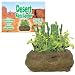 Search : Desert Rock Garden